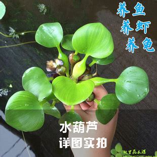 水种植物风水|公认的10种风水植物，放家里运势“旺旺旺”，恰好我都养过